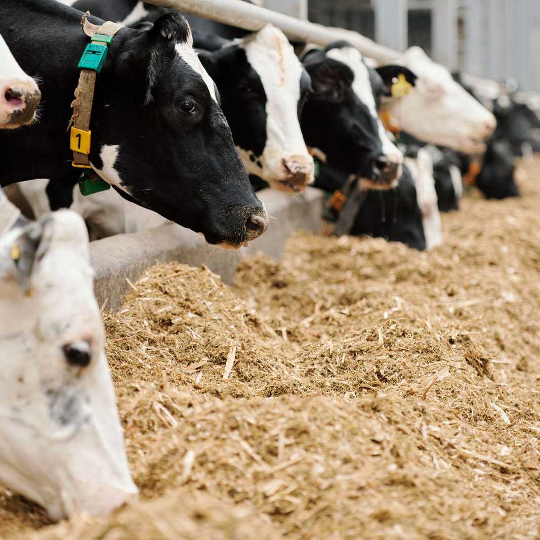 alimentation-animale-carre