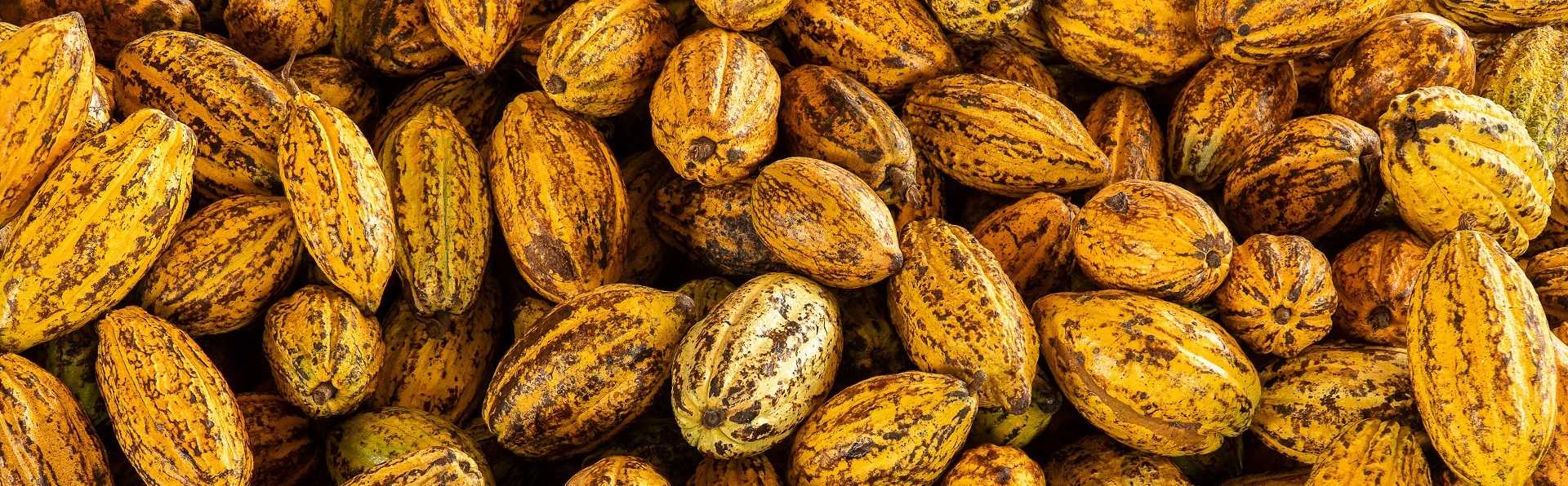 Machine traitement cacao
