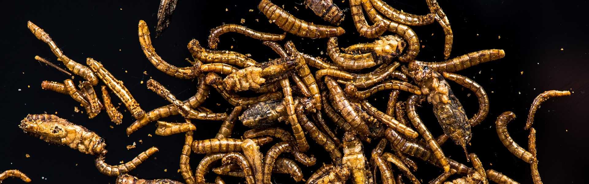 Machine traitement insecte